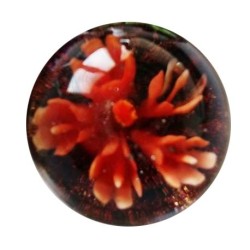 Calot flower 25mm rouge